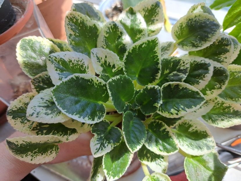  - Violete frunze si rozete