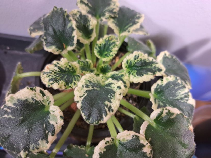  - Violete frunze si rozete