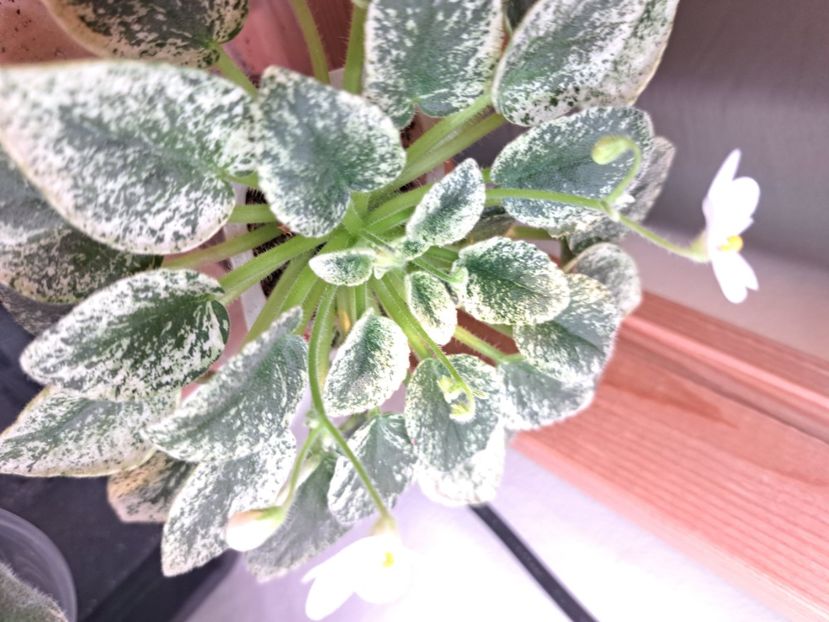  - Violete frunze si rozete