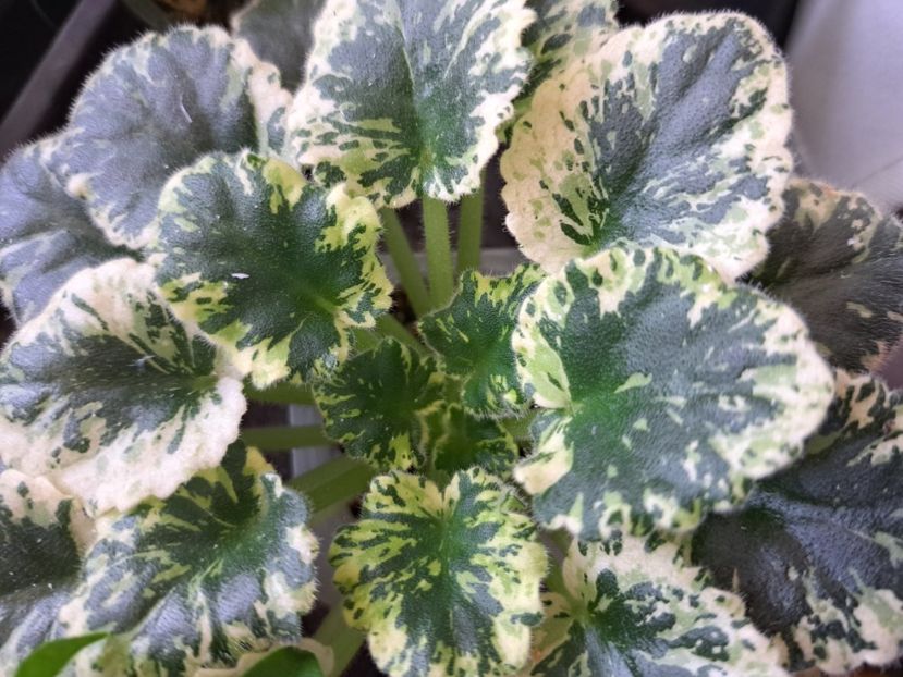  - Violete frunze si rozete