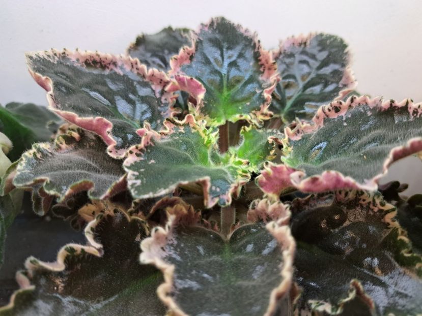  - Violete frunze si rozete