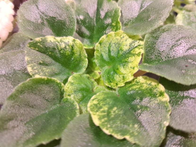  - Violete frunze si rozete