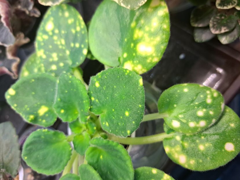  - Violete frunze si rozete