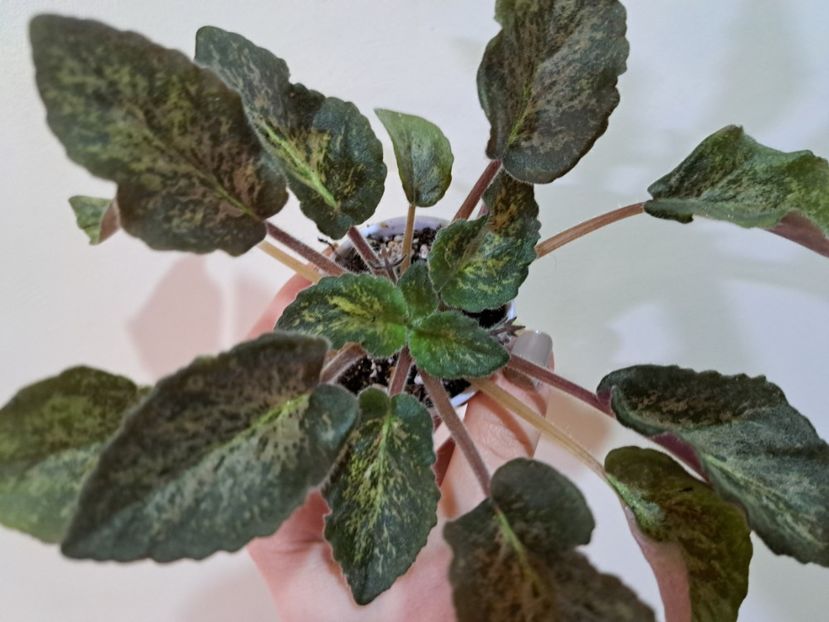  - Violete frunze si rozete