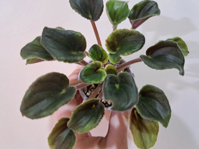  - Violete frunze si rozete