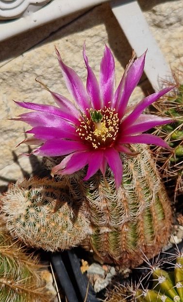  - Echinocereus