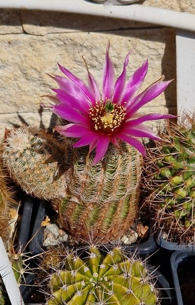  - Echinocereus
