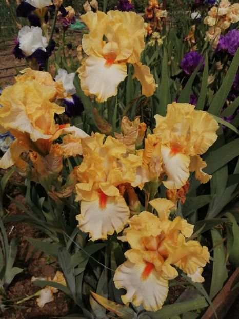  - Iriși înalți 15 lei