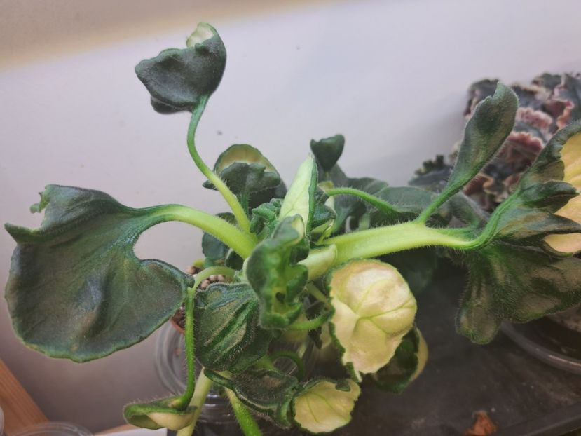  - Violete frunze si rozete