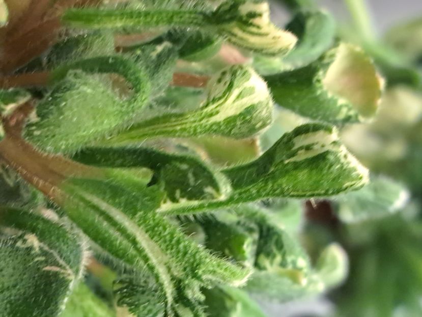  - Violete frunze si rozete