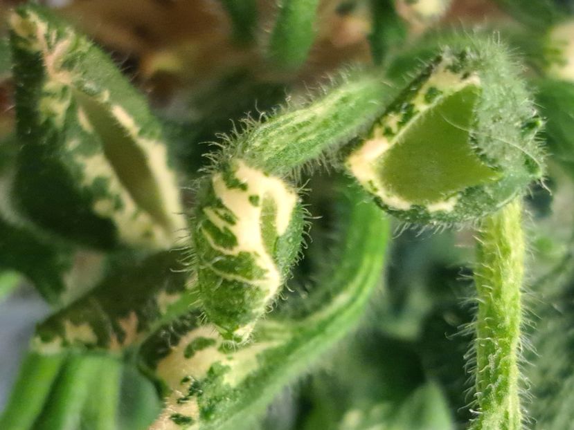  - Violete frunze si rozete