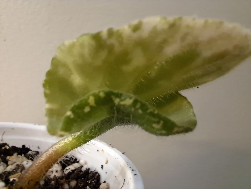  - Violete frunze si rozete