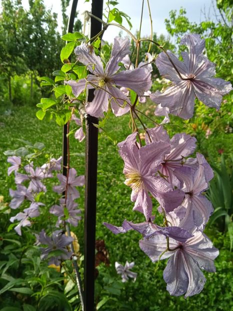  - Clematis 2024