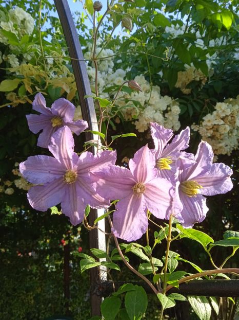  - Clematis 2024