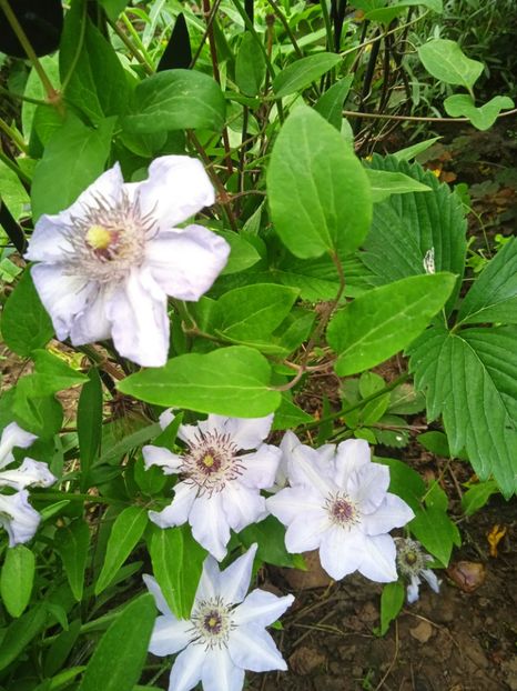  - Clematis 2024