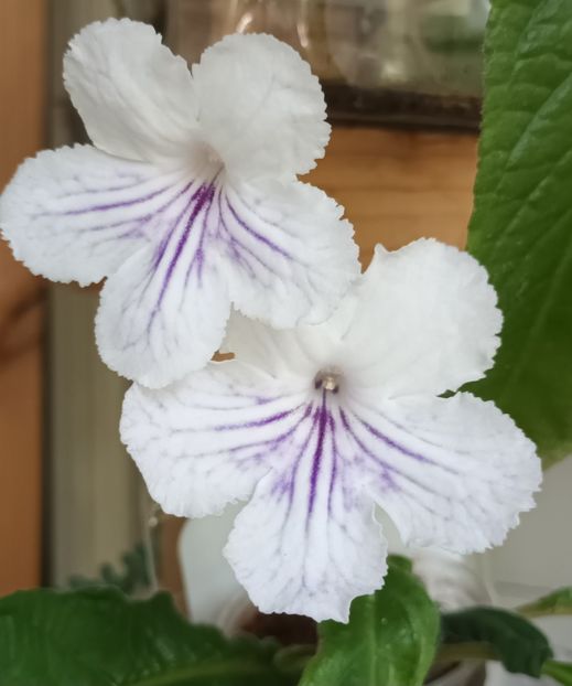  - STREPTOCARPUS