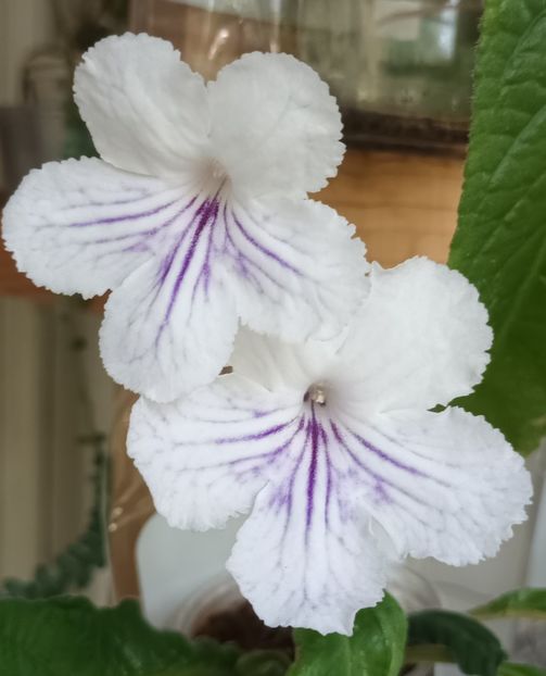  - STREPTOCARPUS