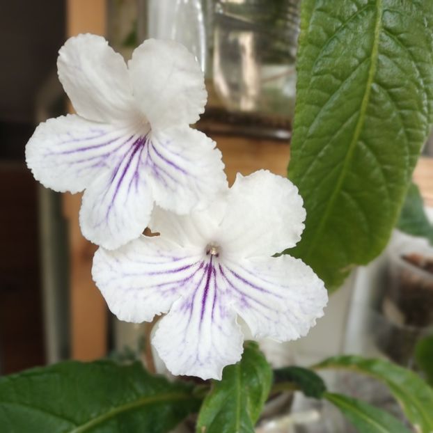  - STREPTOCARPUS