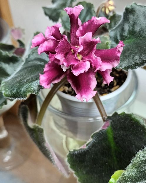  - EK Tainyi Privorot