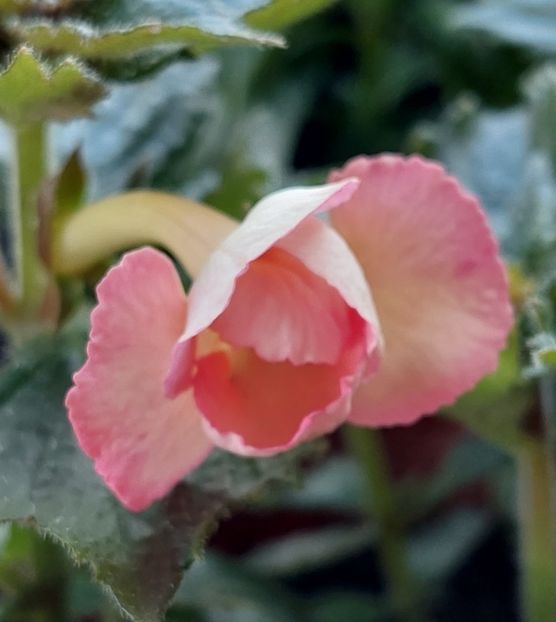 SWEET AGONY - ACHIMENES 2024