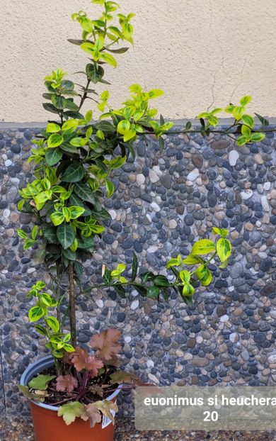  - Plante disponibile