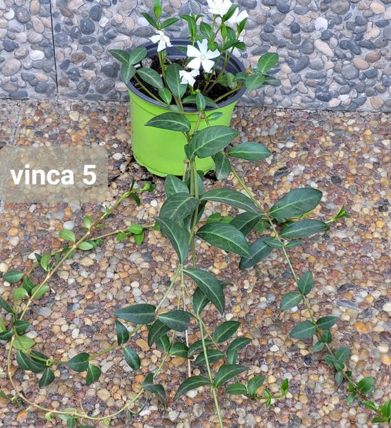  - Plante disponibile