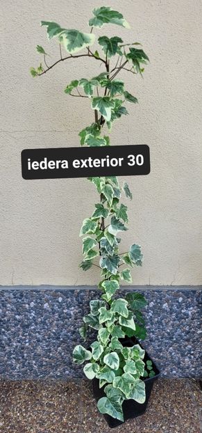  - Plante disponibile