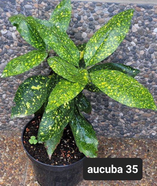  - Plante disponibile