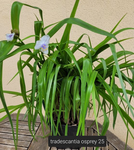  - Plante disponibile