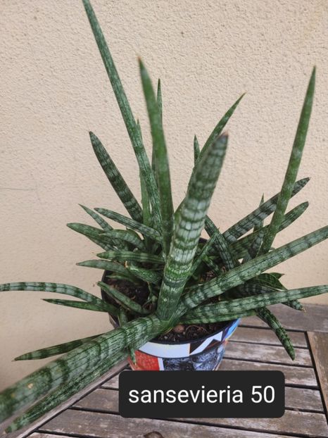  - Plante disponibile