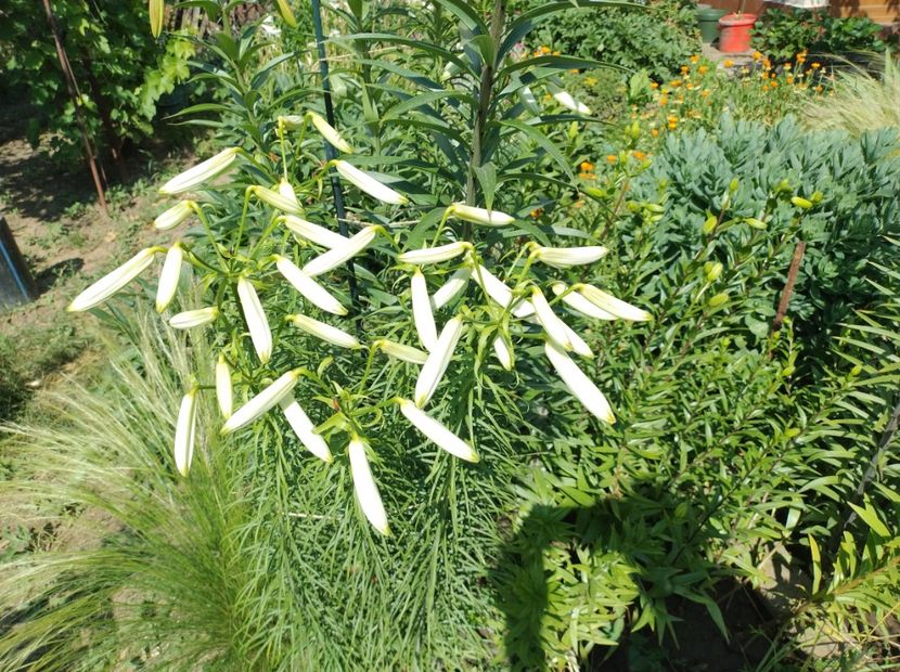  - Flori de gradină-2024