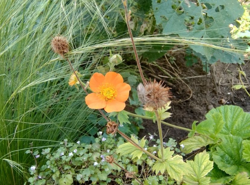  - Flori de gradină-2024