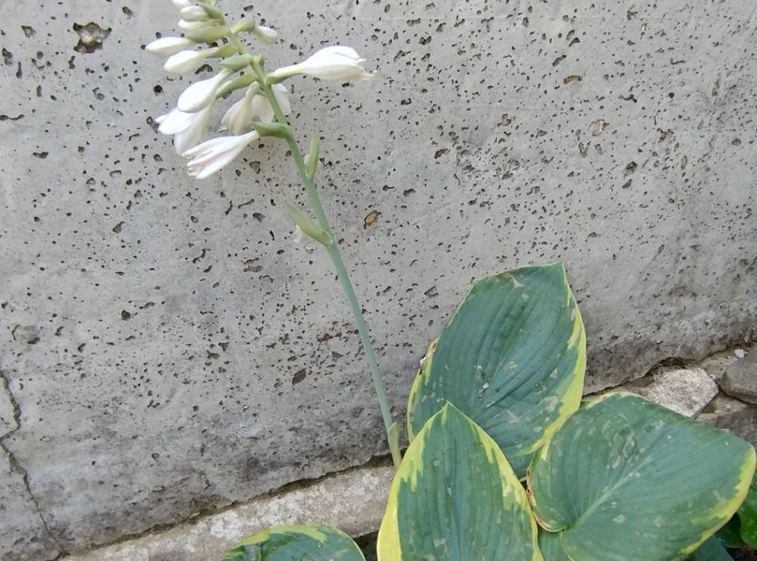  - Flori de gradină-2024