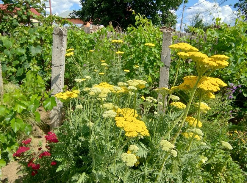  - Flori de gradină-2024