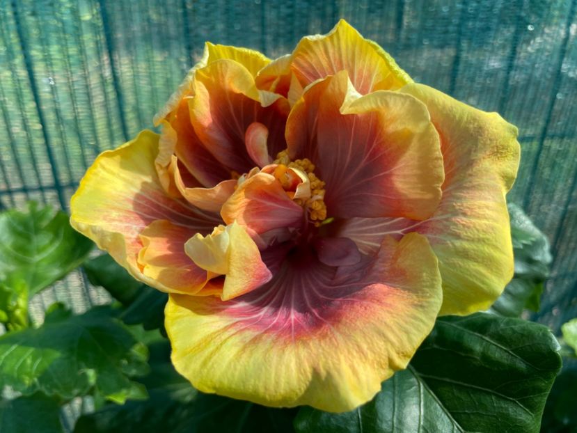  - 001 - Hibiscusi 2024 - 1