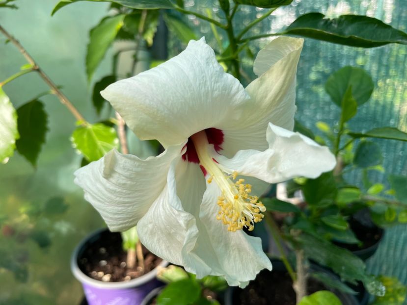  - 001 - Hibiscusi 2024 - 1