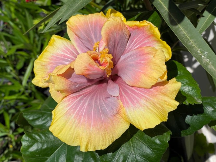  - 001 - Hibiscusi 2024 - 1