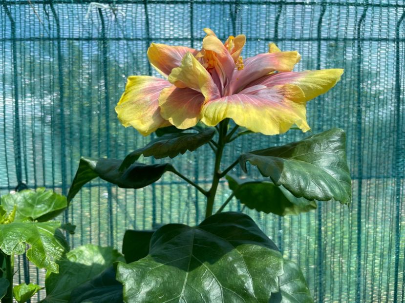  - 001 - Hibiscusi 2024 - 1