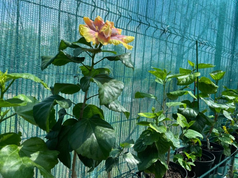  - 001 - Hibiscusi 2024 - 1