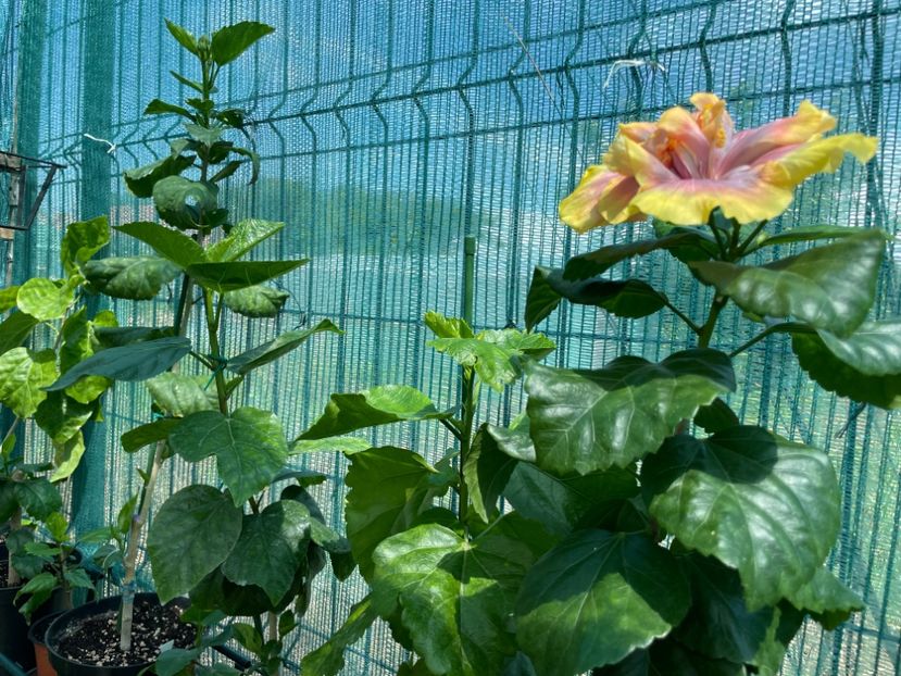  - 001 - Hibiscusi 2024 - 1