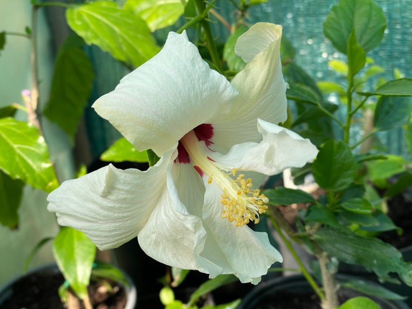  - 001 - Hibiscusi 2024 - 1