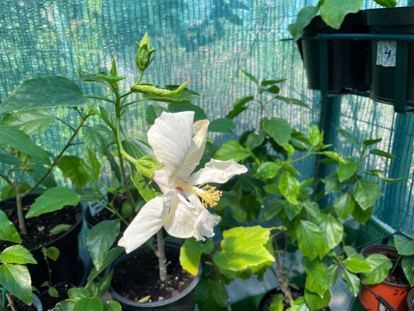  - 001 - Hibiscusi 2024 - 1