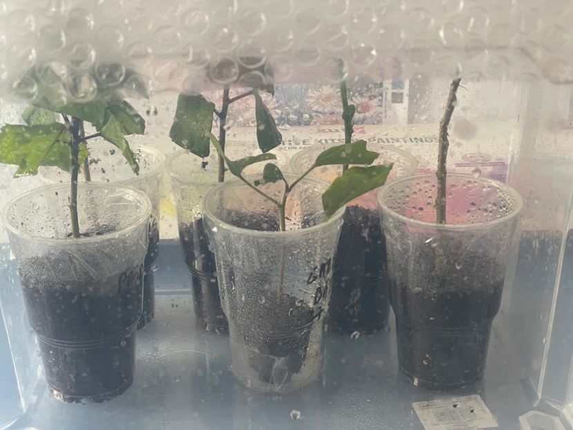  - 001 - Hibiscusi 2024 - 1