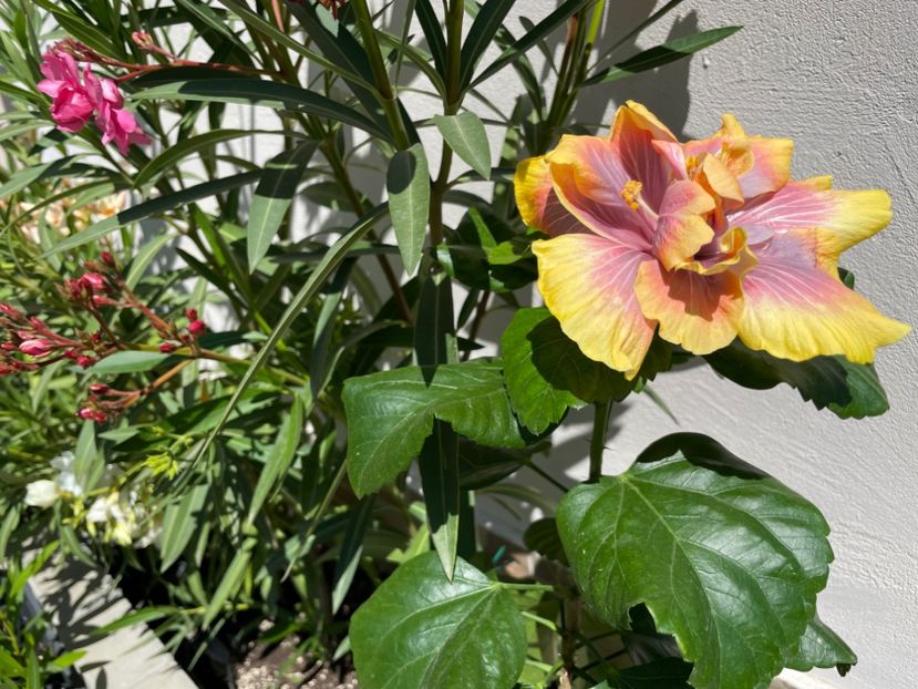  - 001 - Hibiscusi 2024 - 1