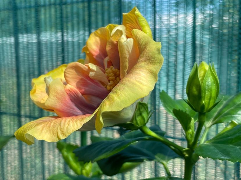  - 001 - Hibiscusi 2024 - 1