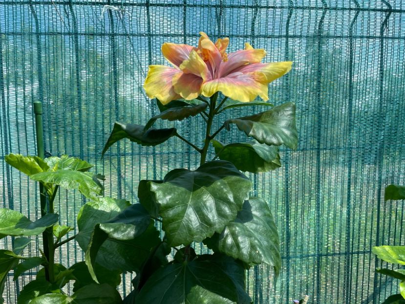  - 001 - Hibiscusi 2024 - 1