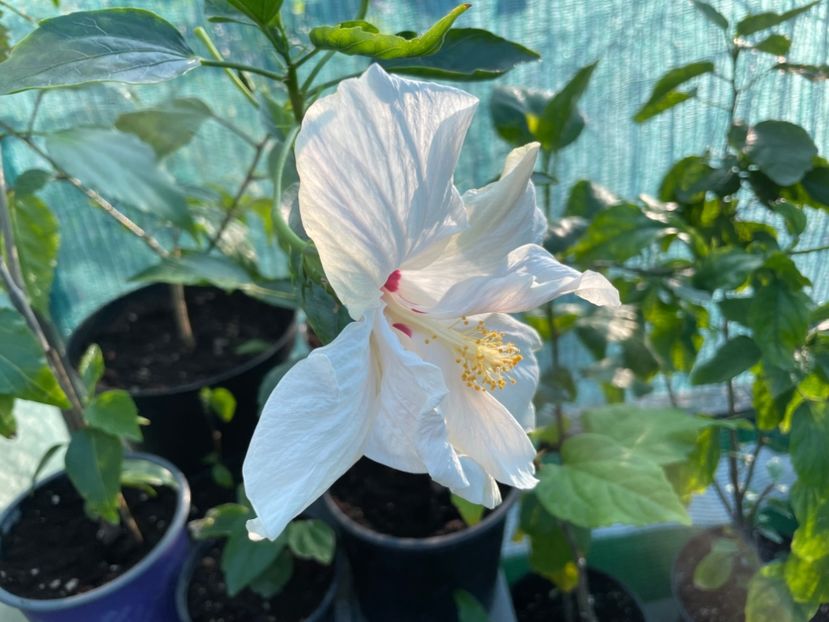  - 001 - Hibiscusi 2024 - 1