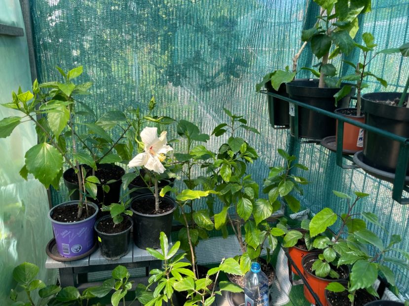  - Clasici - Apricot Dublu și Alb Dublu