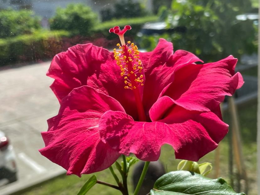  - 001 - Hibiscusi 2024 - 1