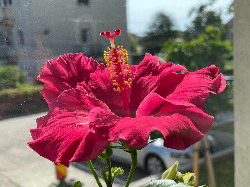  - 001 - Hibiscusi 2024 - 1